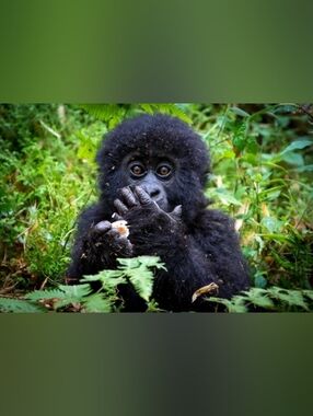 Custom Fridge Magnet Baby Gorilla